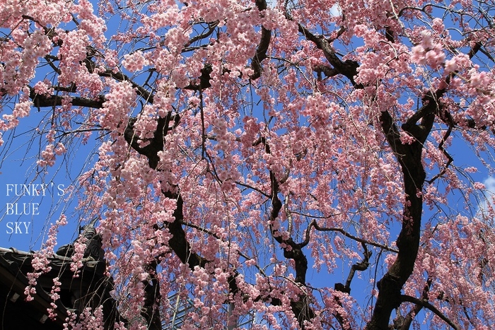 c0145250_2018567.jpg