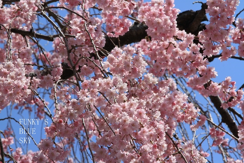 c0145250_2019545.jpg