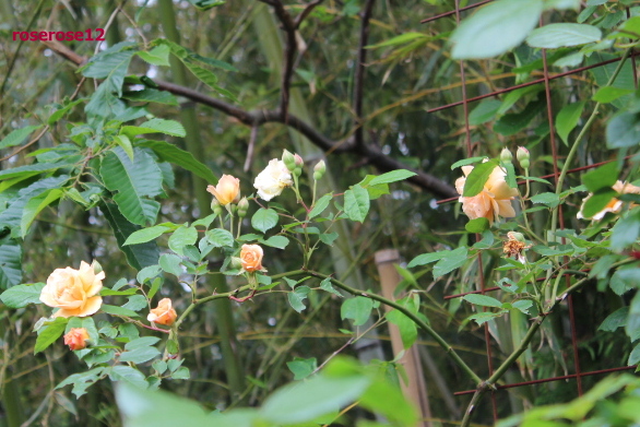 a0249051_4425975.jpg