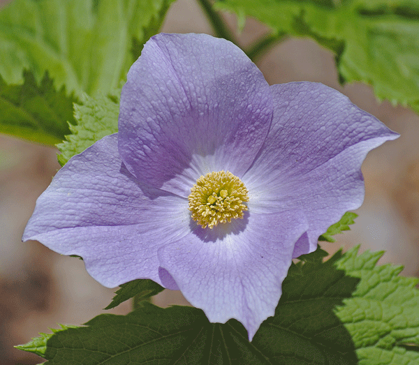 a0001354_22551145.gif
