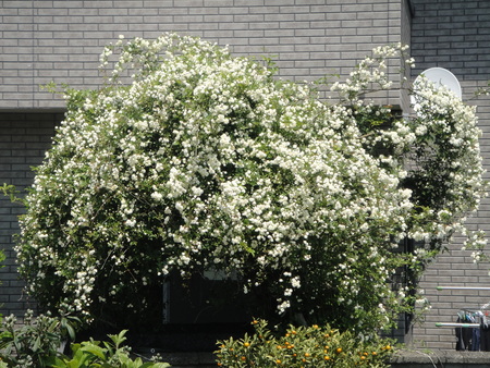 c0108460_20352936.jpg