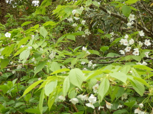 e0292172_2038222.jpg