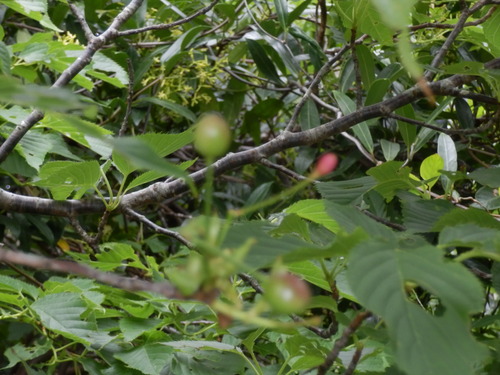 e0292172_20514471.jpg