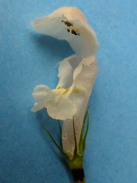 e0145782_17503027.jpg