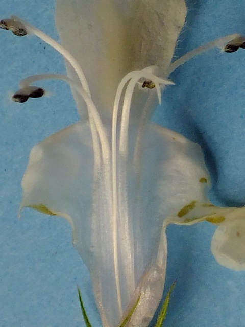 e0145782_17515013.jpg