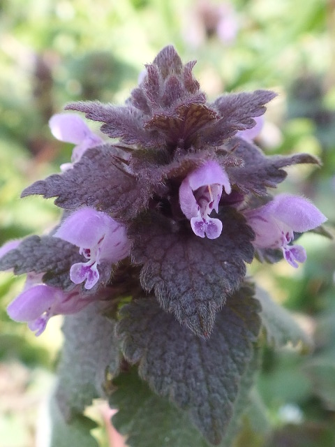 e0145782_17551173.jpg