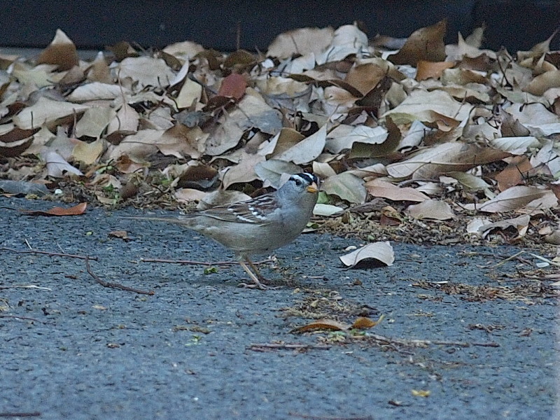 f0055184_17505739.jpg