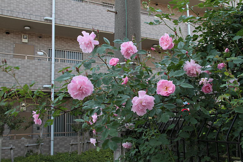 d0166303_22213077.jpg