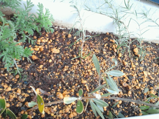 e0270632_8221198.jpg