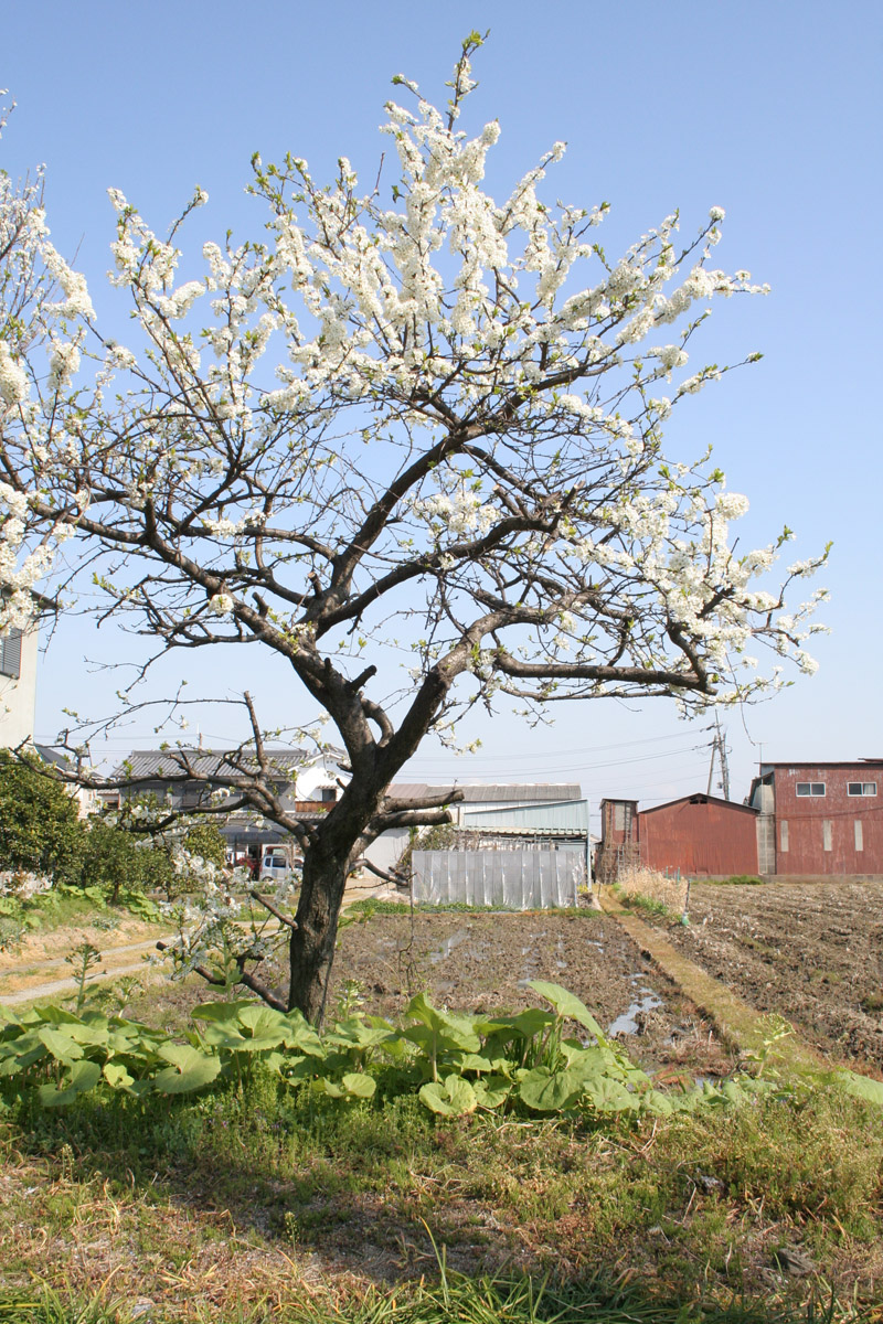 c0073633_2029498.jpg