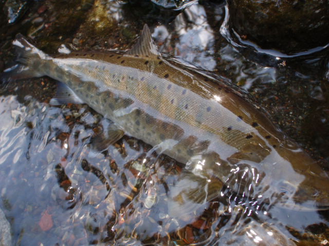 a0165135_22173162.jpg