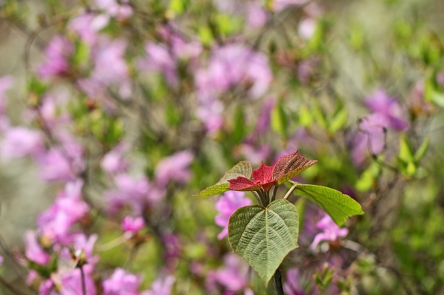 a0242438_20535099.jpg