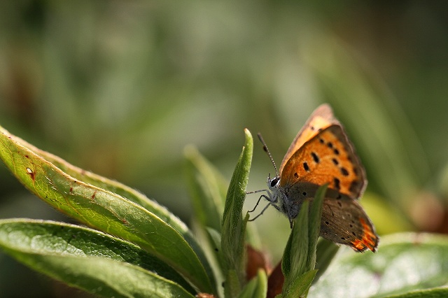 a0242438_20562685.jpg