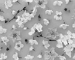 b0232447_18293092.gif