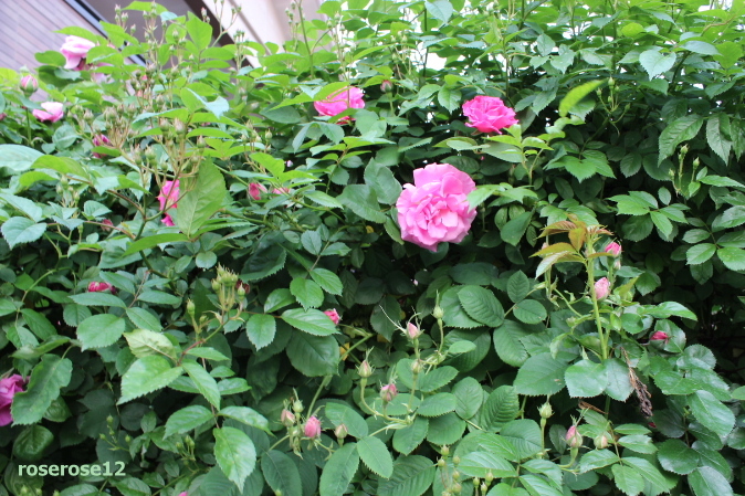 a0249051_5134415.jpg