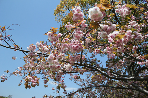 a0004752_2015870.jpg