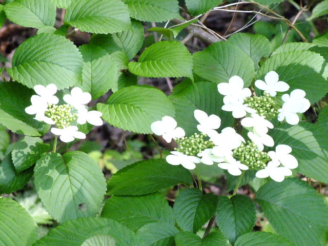 e0145782_20435533.jpg