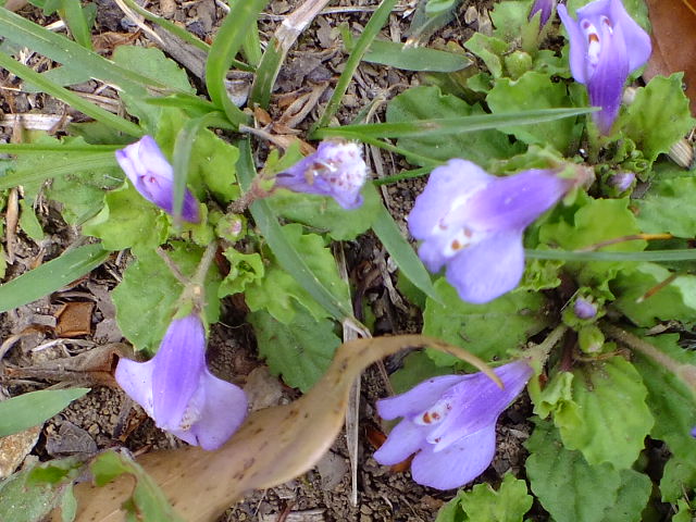 e0145782_20505843.jpg