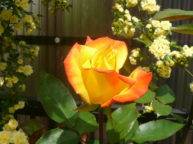 e0026017_1001589.jpg