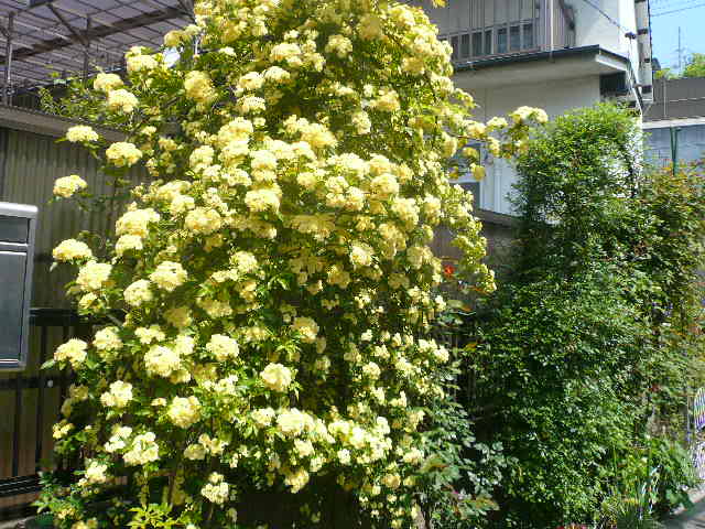 e0026017_941916.jpg