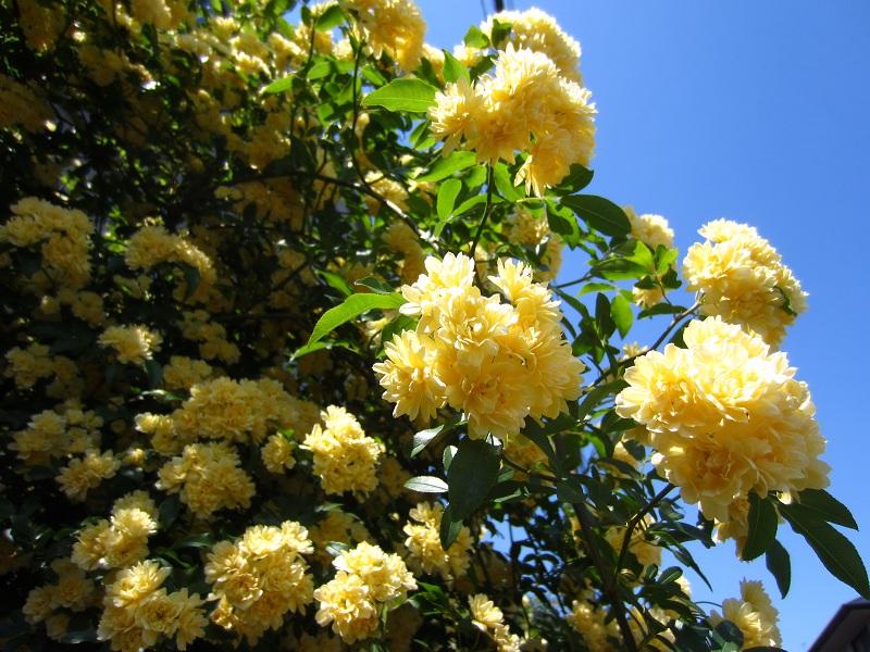 f0002833_1936896.jpg
