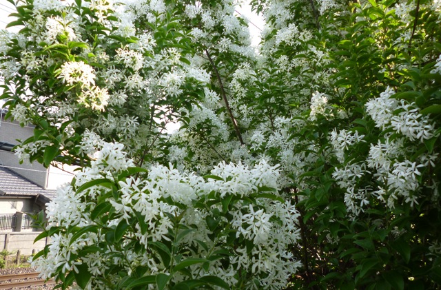 d0202960_201516.jpg