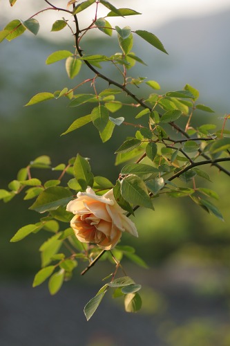 c0186463_081642.jpg