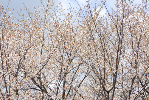 e0151566_21531499.jpg