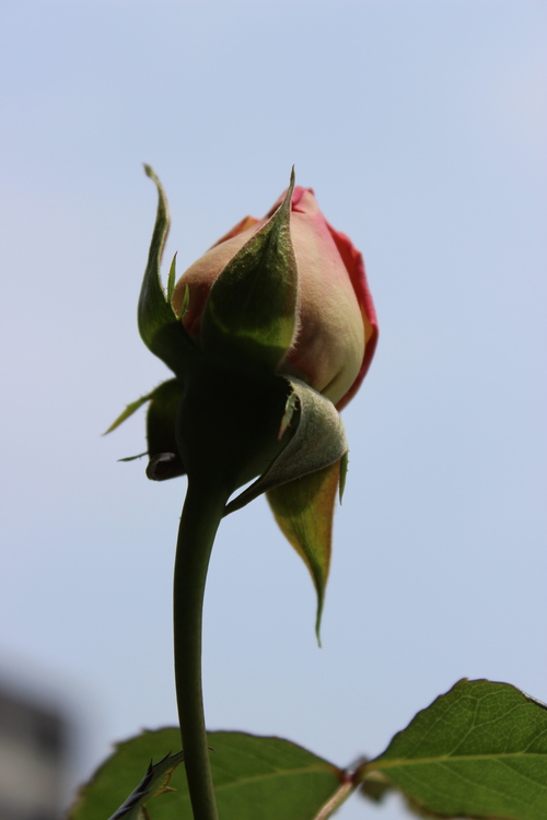 e0275478_1242955.jpg