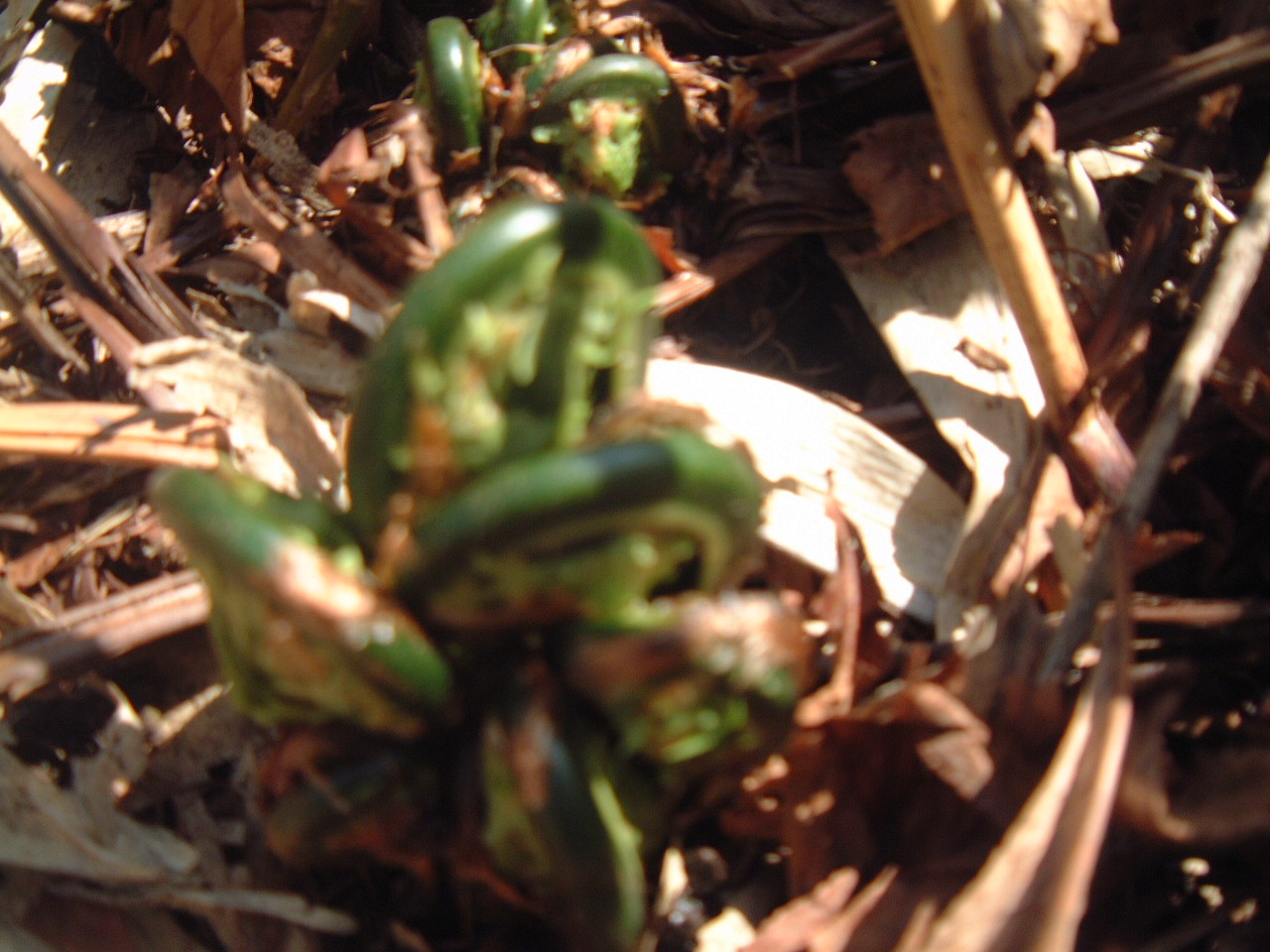 c0237780_205316.jpg