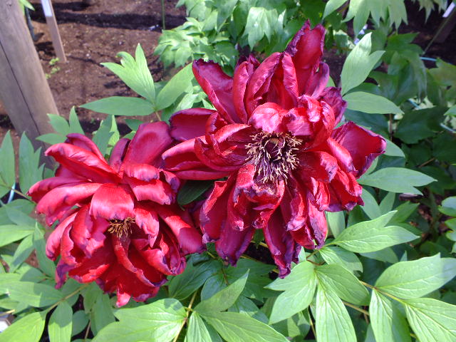 e0145782_20251552.jpg