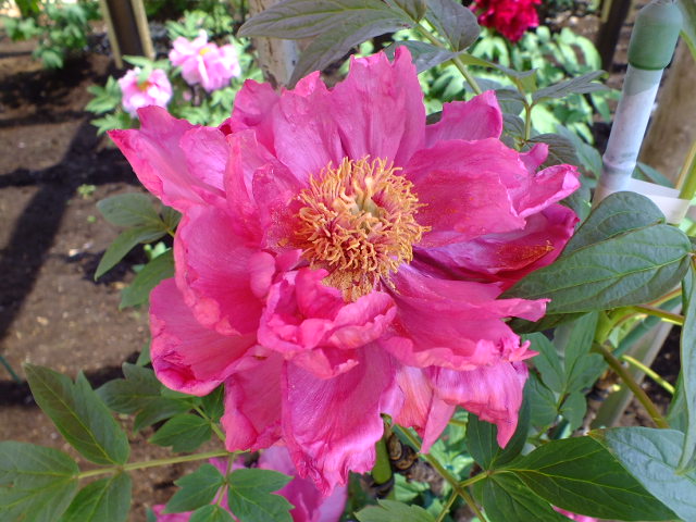 e0145782_20305720.jpg