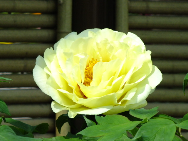 e0145782_20342631.jpg