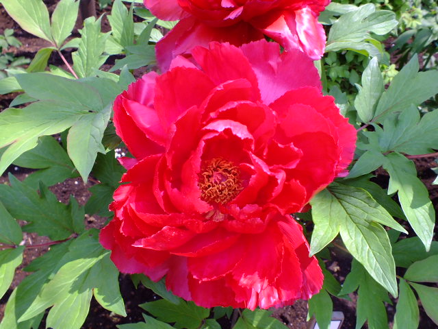 e0145782_2035043.jpg