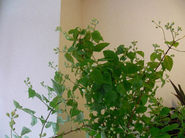 e0140986_16542790.jpg