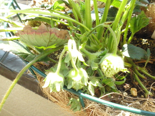 c0281888_8451060.jpg