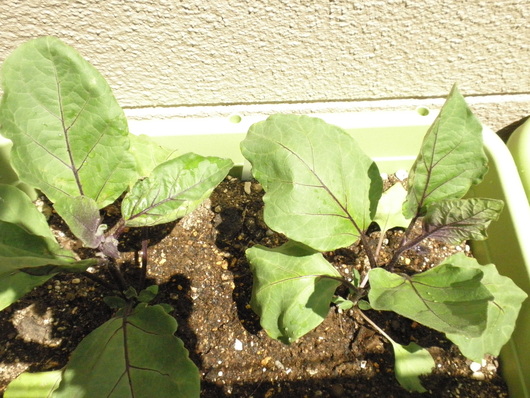 c0281888_8471851.jpg