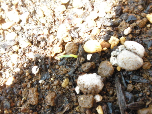 c0281888_925693.jpg