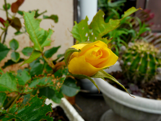 c0147123_1145398.jpg