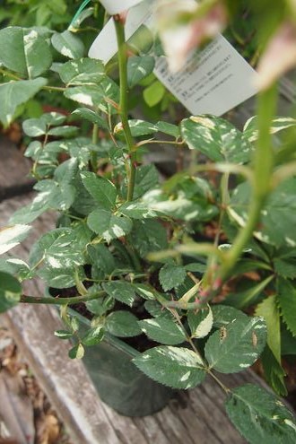 f0243731_21303762.jpg