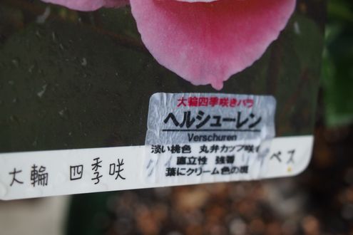 f0243731_2131856.jpg