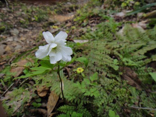 c0179351_16304252.jpg