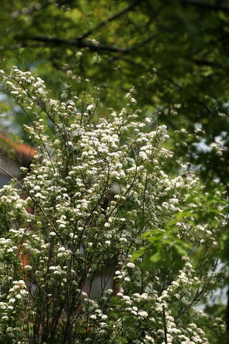 c0186463_0543336.jpg