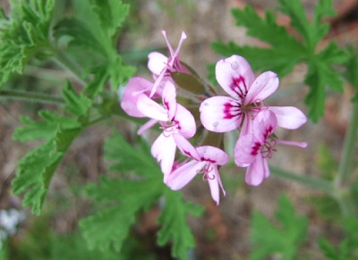 e0225164_6545972.jpg