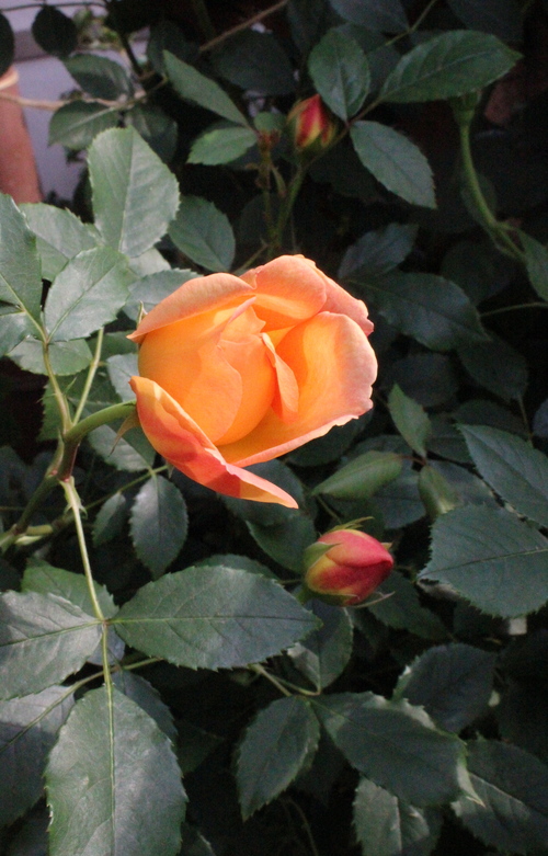 e0275478_21163624.jpg