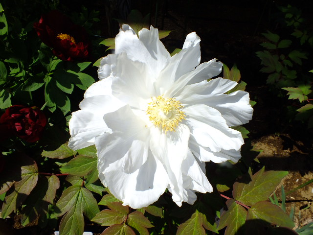 e0145782_14124052.jpg