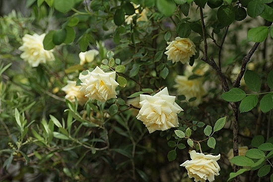 e0209997_23111847.jpg