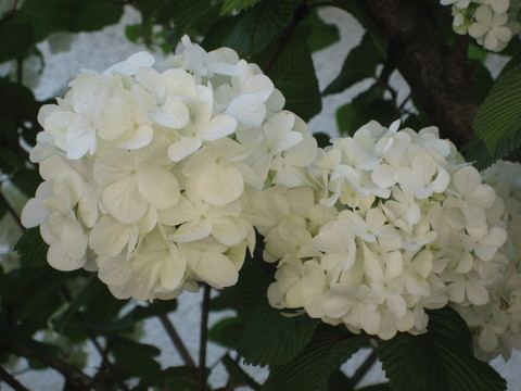 f0201297_754283.jpg