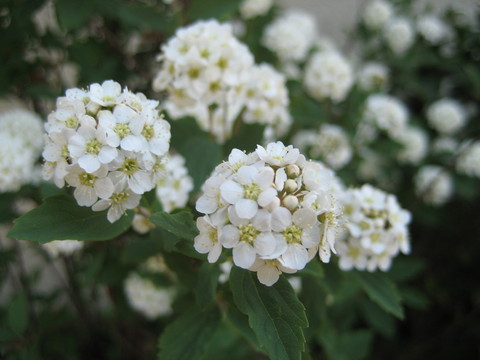 f0201297_7544263.jpg