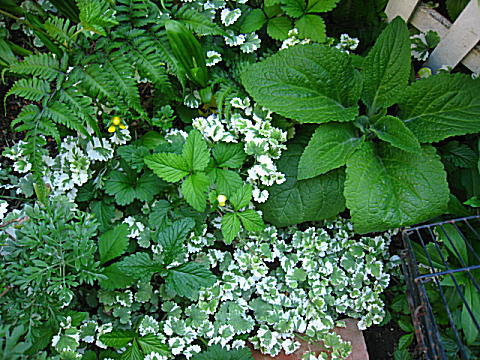 d0046702_10493999.jpg